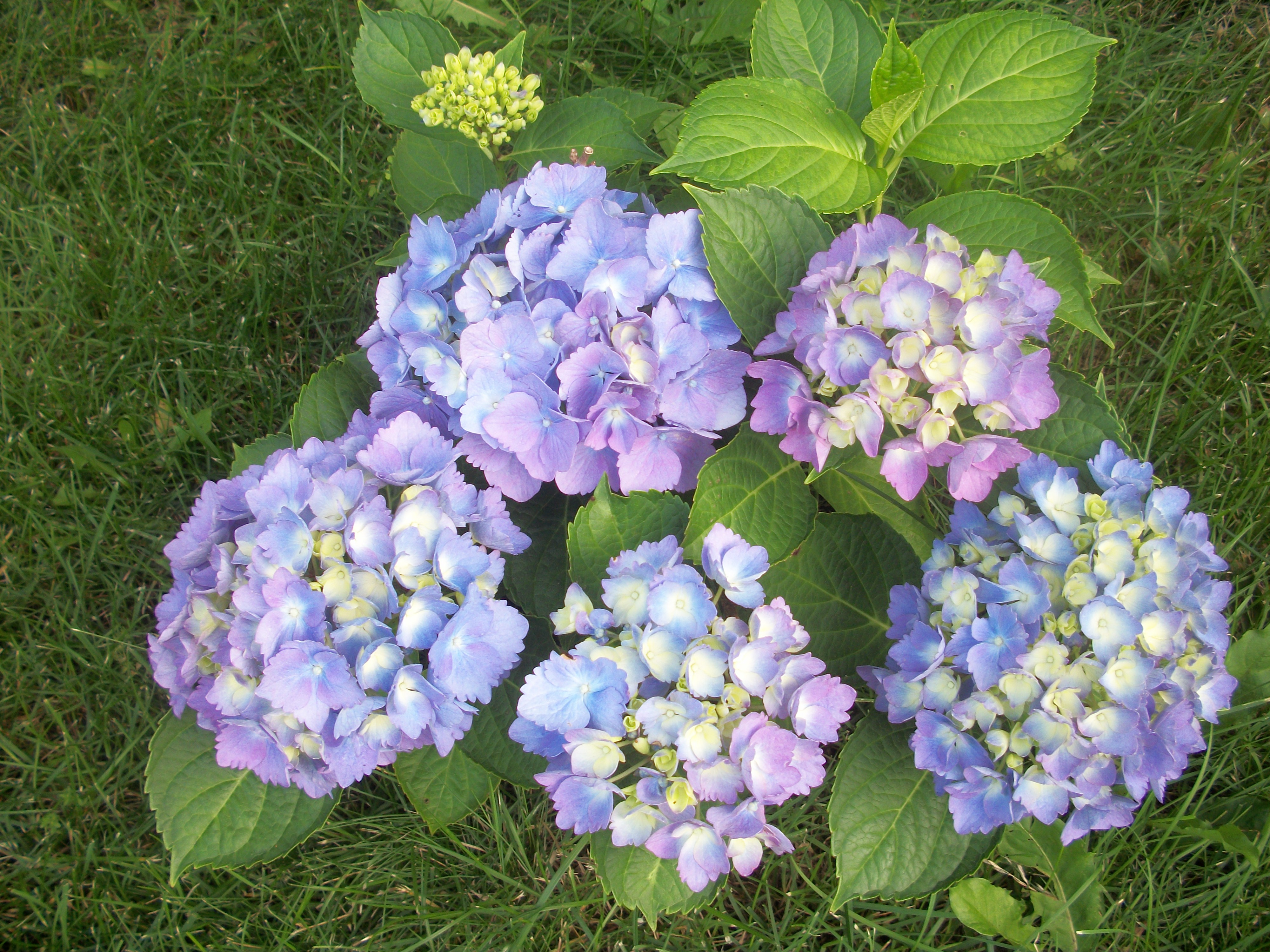 This hydrangea was a gift from work last year. It is small, but made 